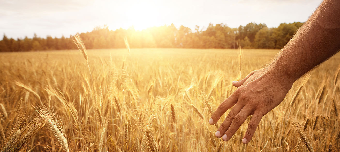 Eine Hand streift über Getreide.
